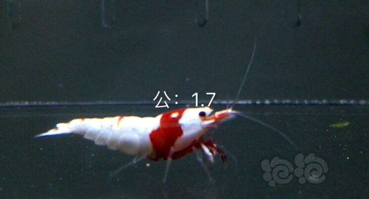 【虾】2019-10-06#RMB拍卖红白水晶虾5只-图5