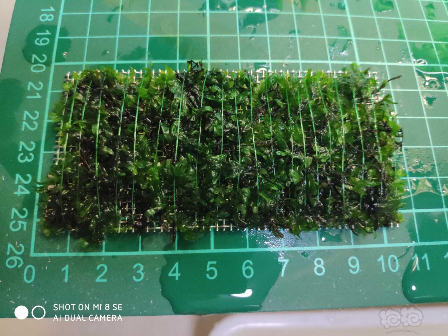 【水草】2019-10-06#RMB拍卖厚板翅脉蕨一片。-图2