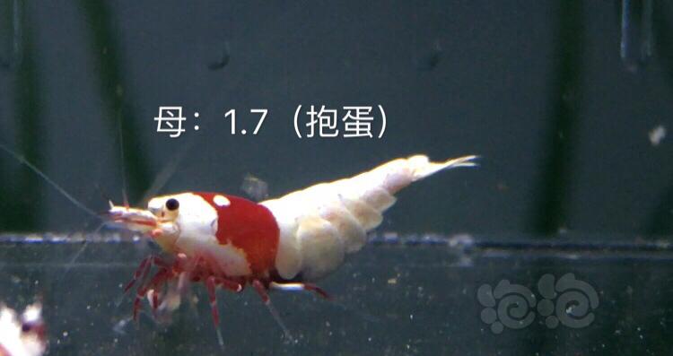 【虾】2019-10-03#RMB拍卖红白水晶虾七只-图2