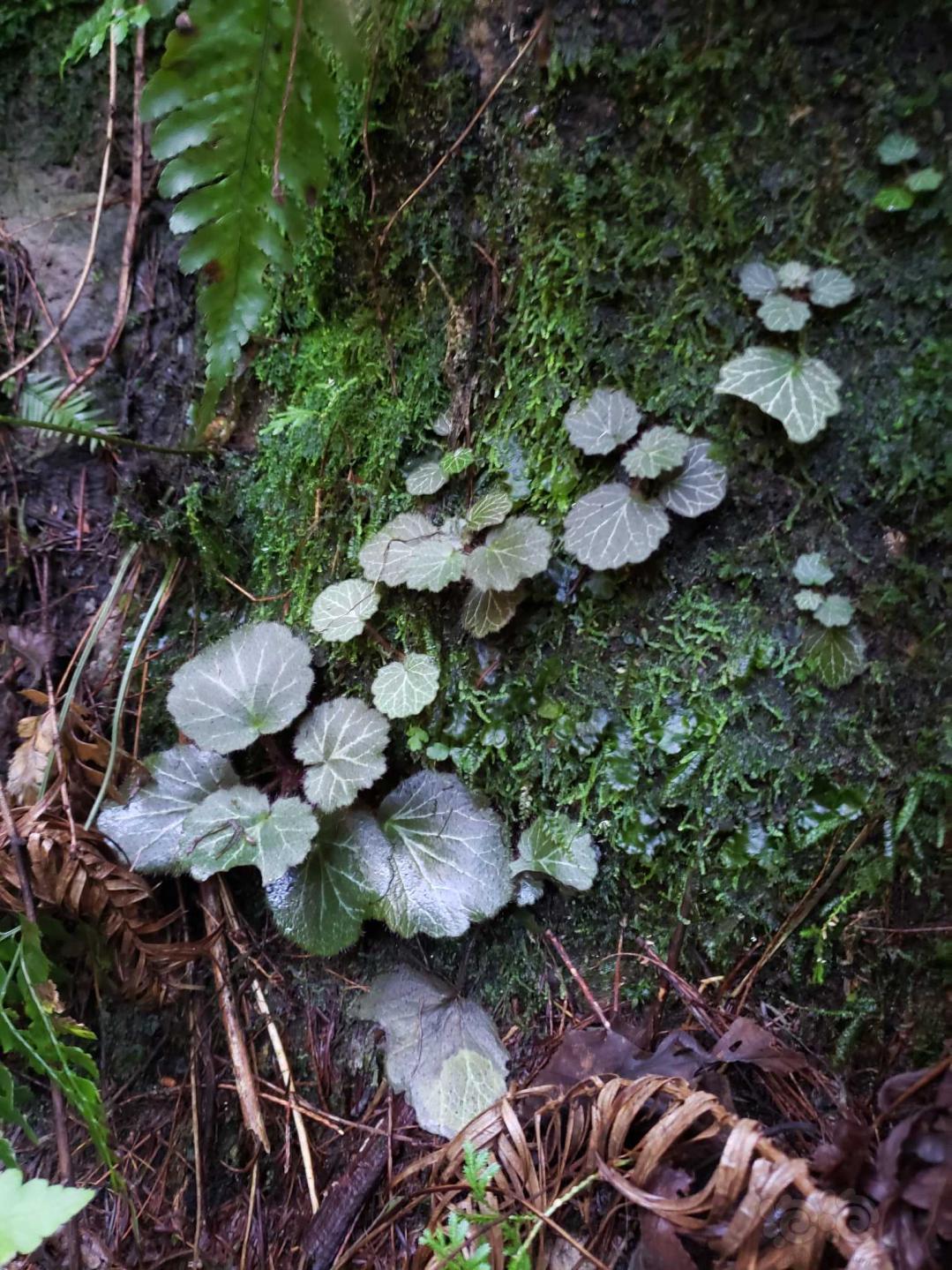 盆栽常见的野生的虎耳草
