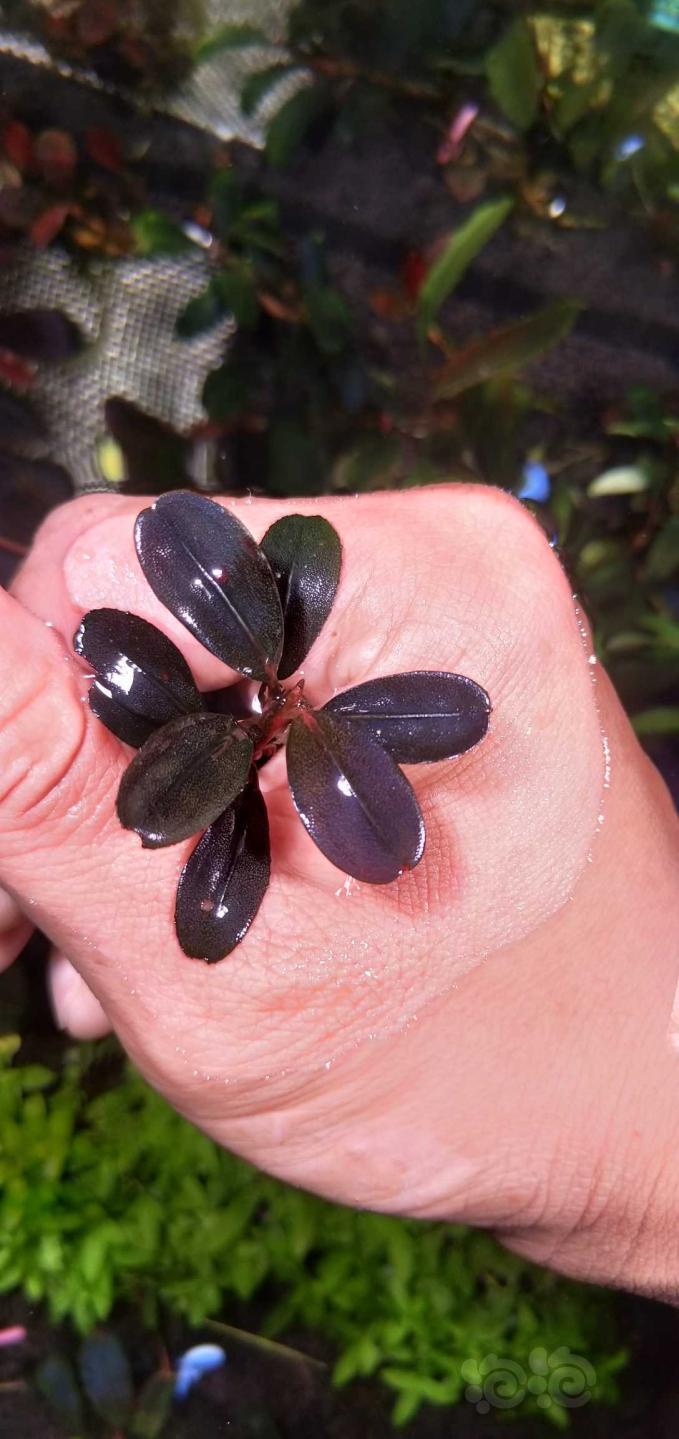 出12海雨裂日本箦藻
