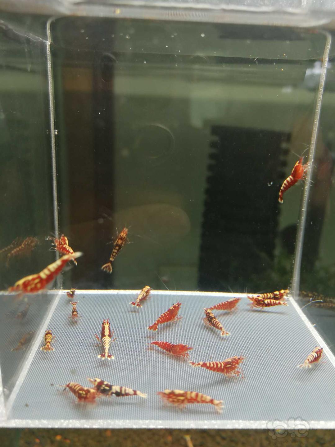 【虾】2019-10-12#RMB拍卖红银河鱼骨幼虾20只-图4