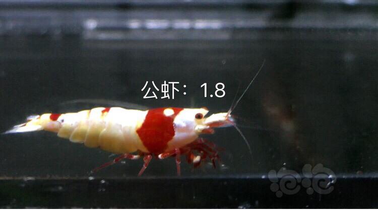 【虾】2019-10-07#RMB拍卖红白8只-图5