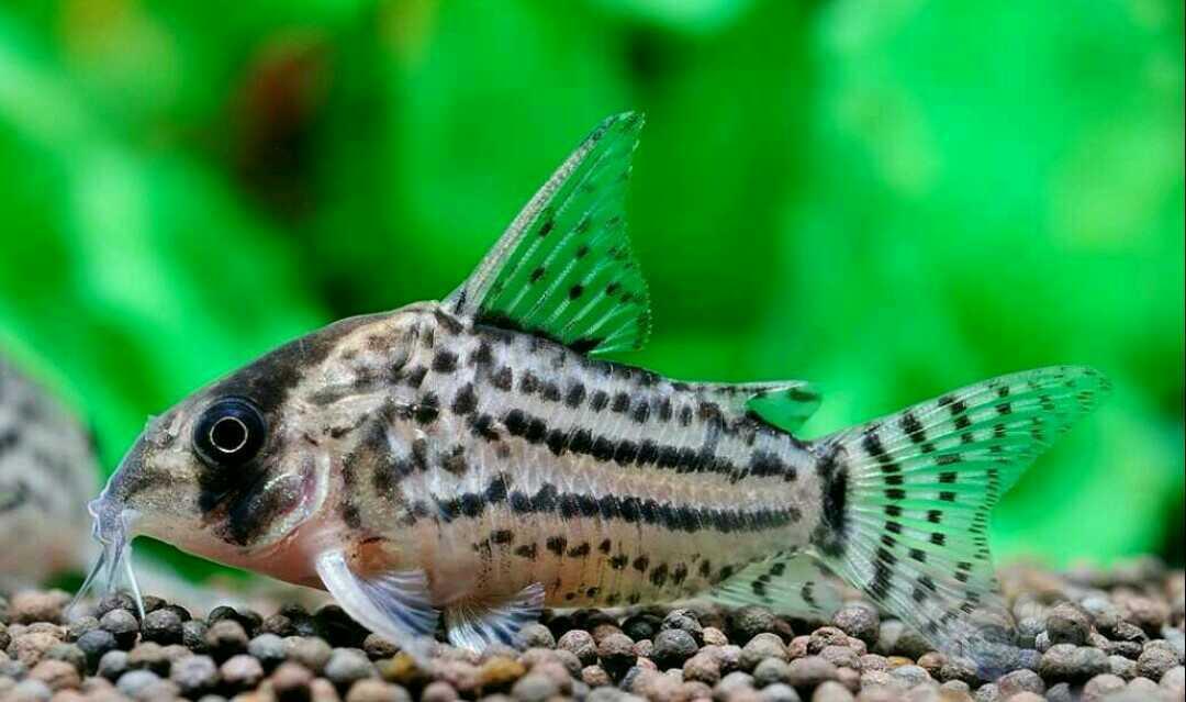 鼠鱼舒瓦茨鼠鱼简介