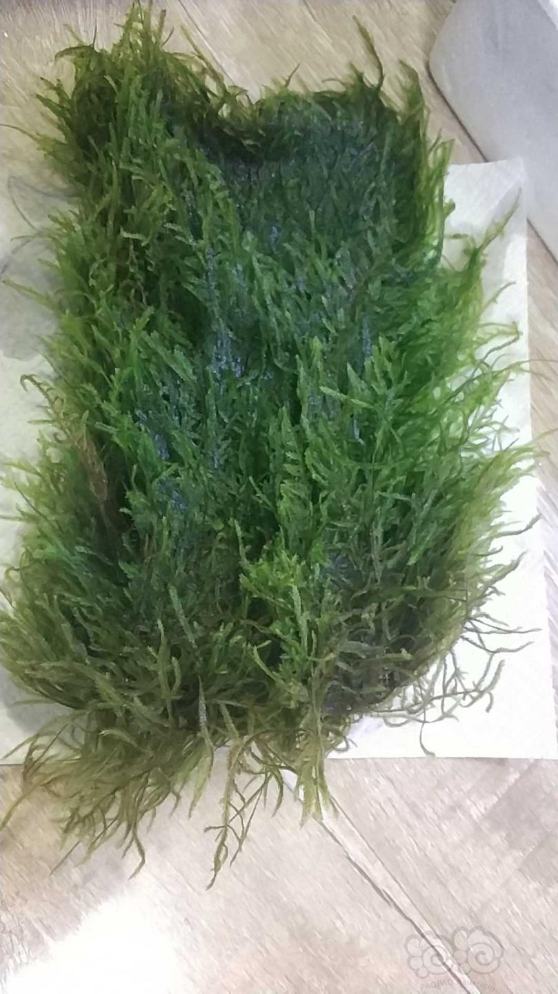 出小三角莫斯网片还剩10片左右啦