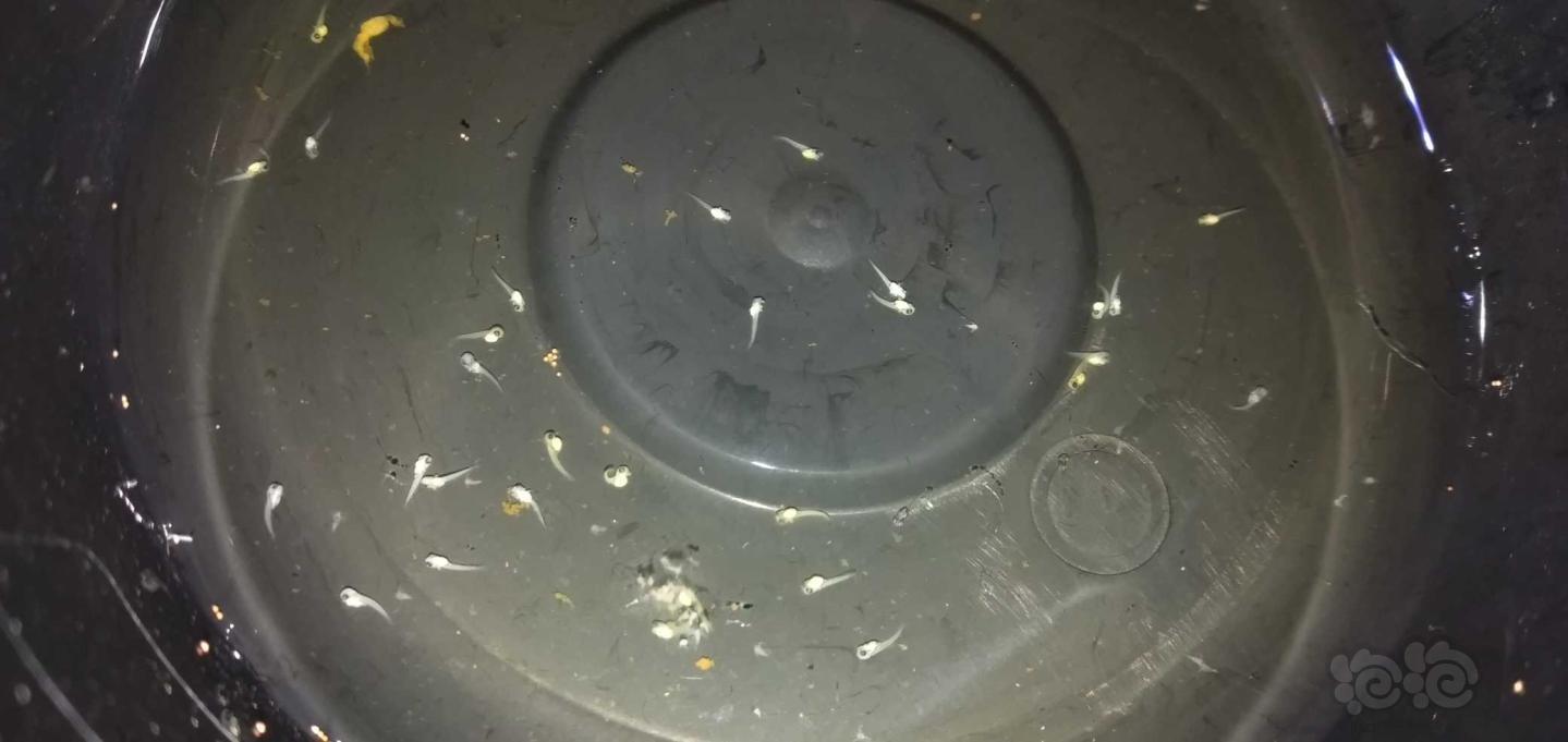 斗鱼求救斗鱼孵出小鱼了但是第五天开始大面积挂了
