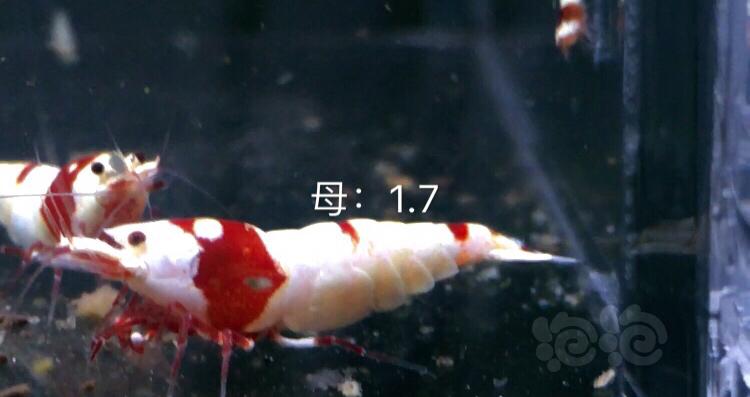 【虾】2019-10-03#RMB拍卖红白水晶虾七只-图4