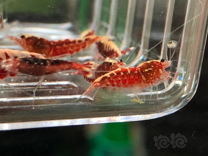 【虾】2019-10-21#RMB拍卖红银河水晶虾十二只-图6