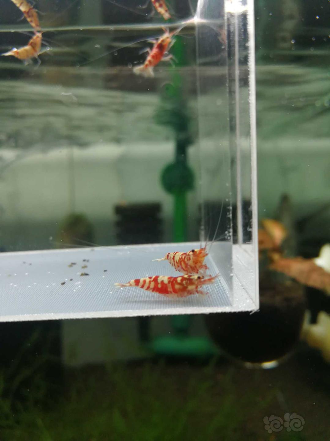 【虾】2019-10-05#RMB拍卖红花虎6只-图2