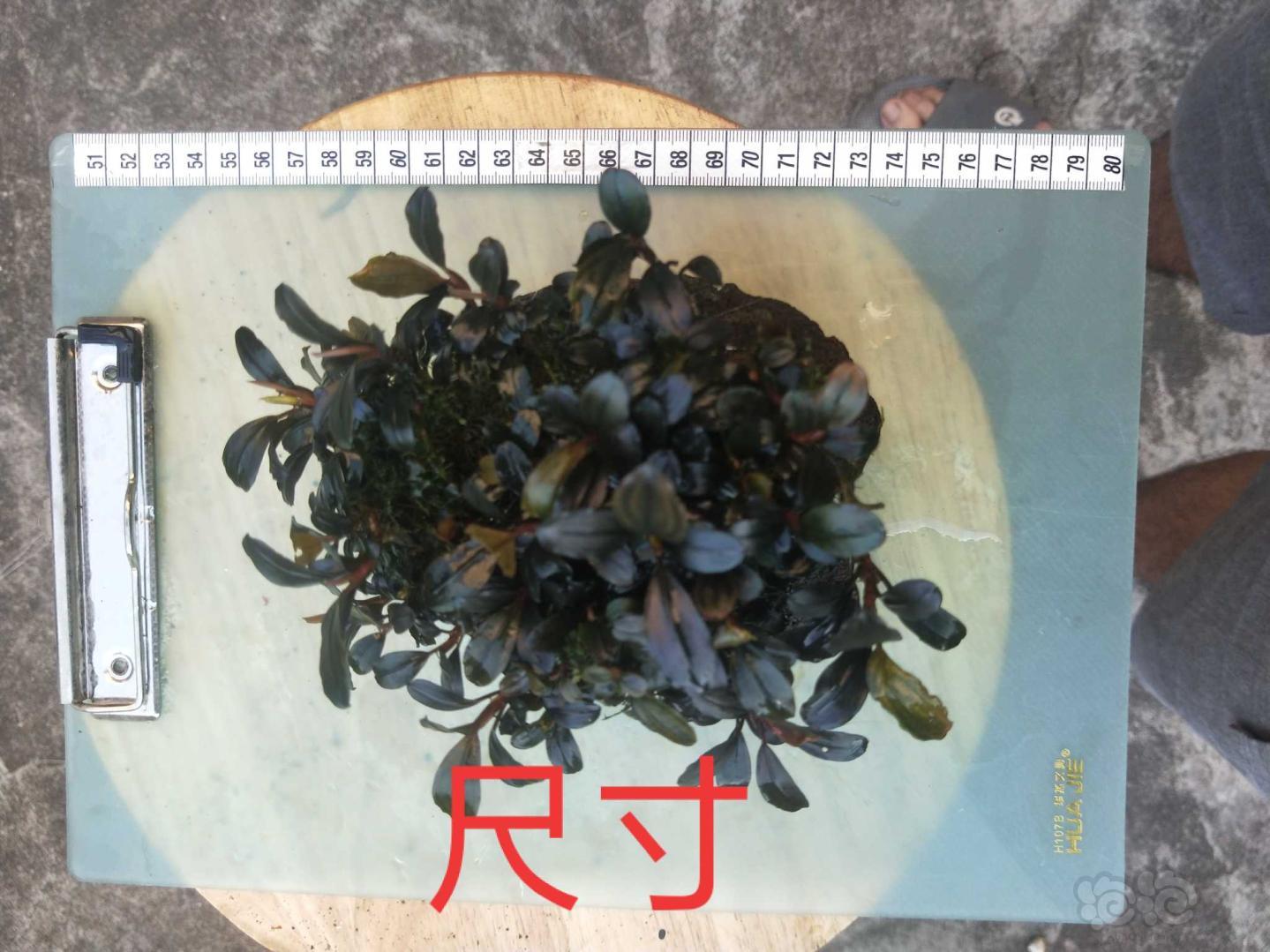 【辣椒榕】出一大从转水辣椒榕，叶片反光膜好可以。微信18613061756-图7