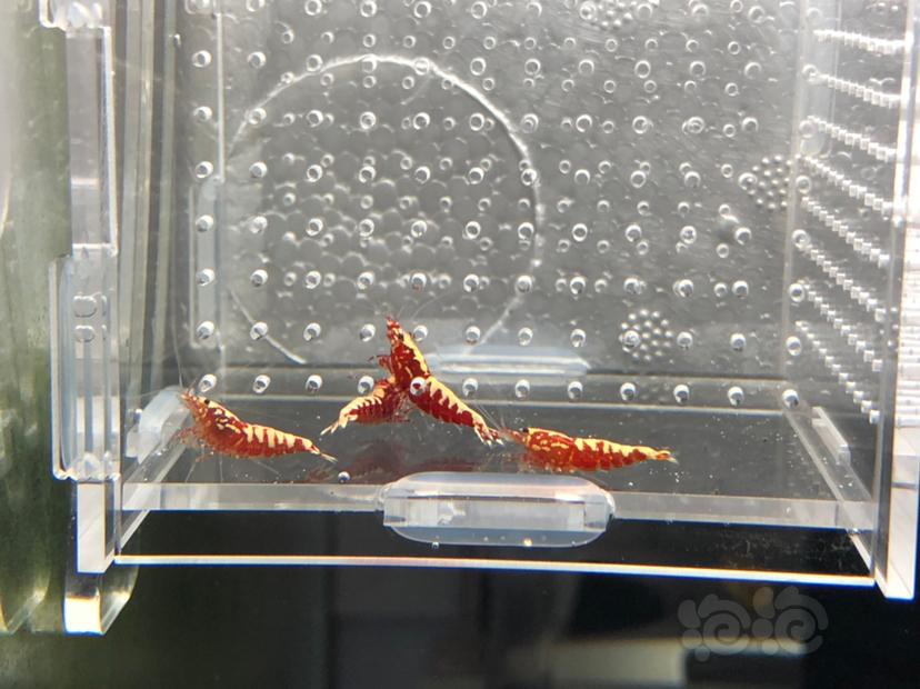 【虾】2019-10-10# RMB拍卖红银河鱼骨一份4只-图1