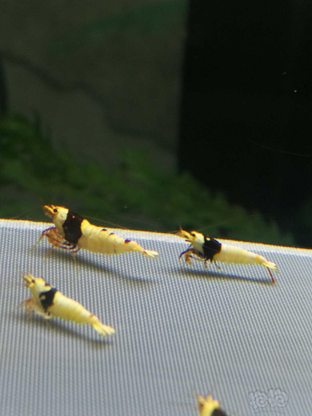 【虾】2019-10-14#RMB拍卖黑白水晶虾12只-图2