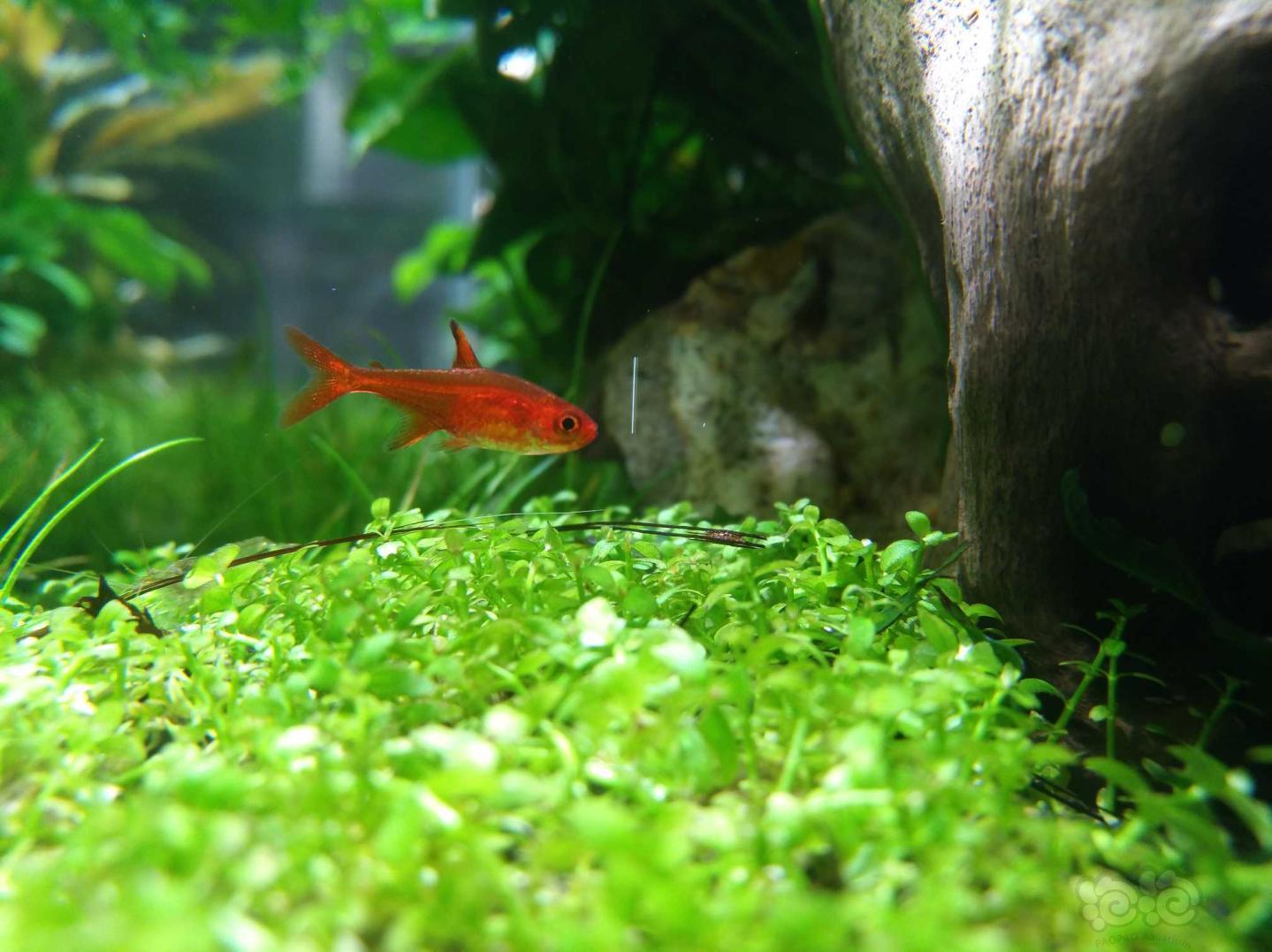 水草缸的童话世界