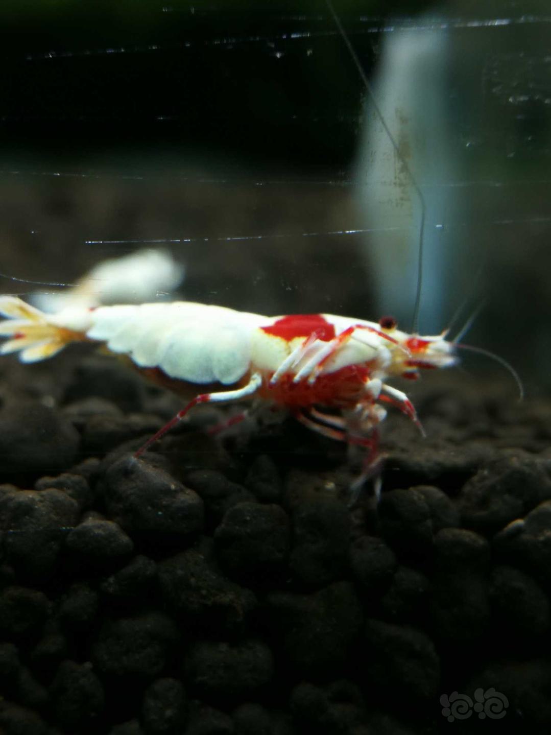 红白系统虾表现🔥-图5