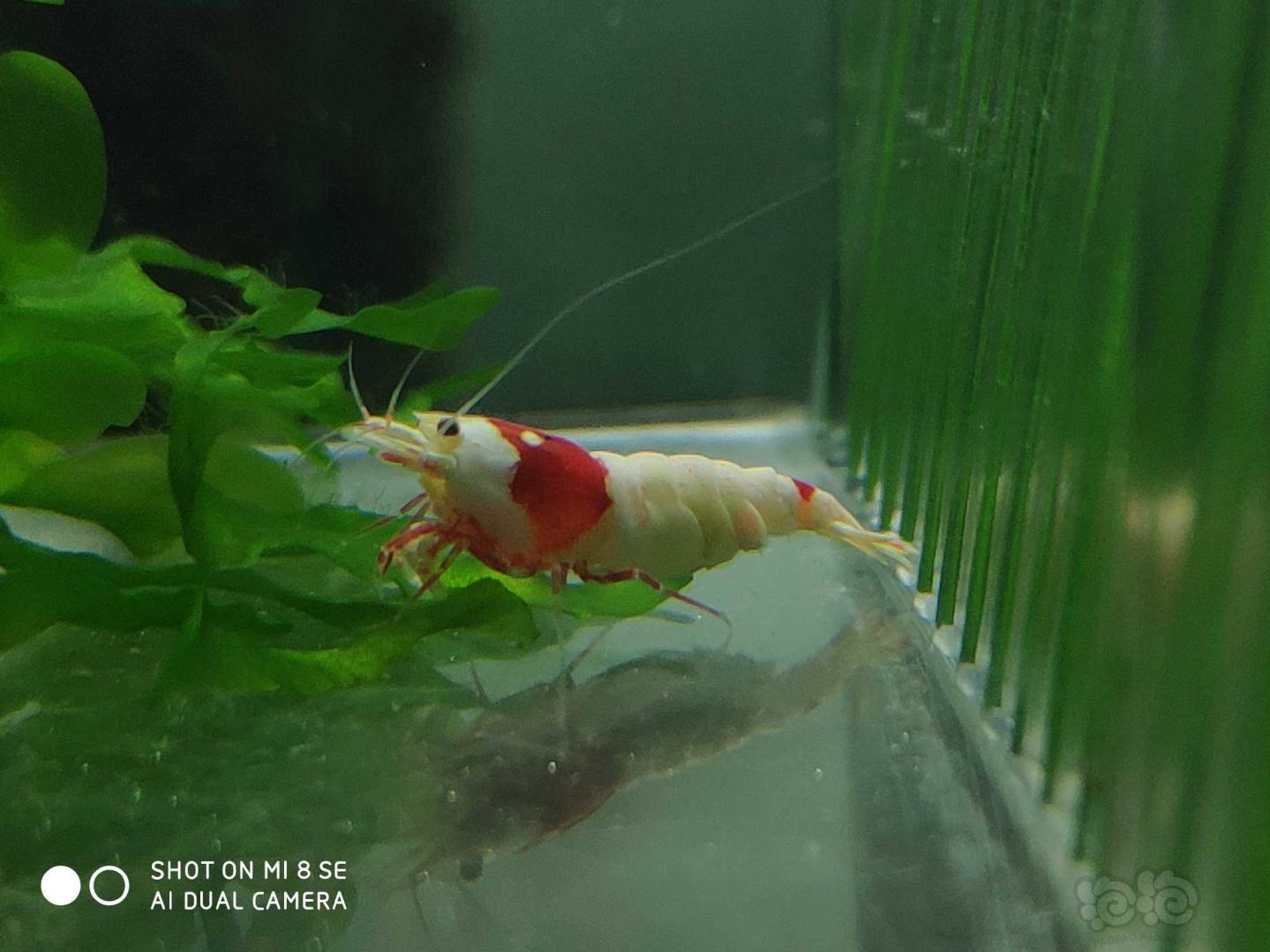 【虾】2019-10-05#RMB拍卖纯血红白系统虾4只(2公2母1.4-1.6cm左右大小，名家血-图2