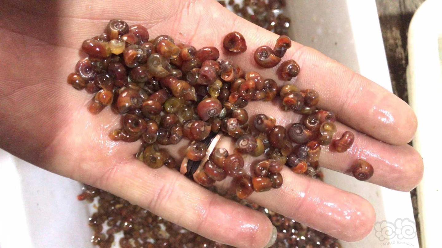 喜迎国庆,苹果螺200只42元特惠价出售