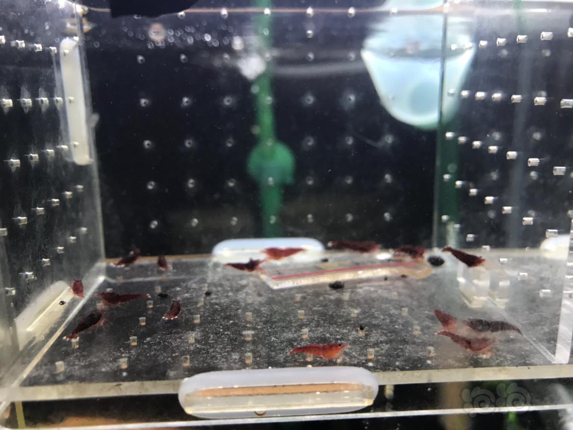 【虾】2019-10-8#RMB拍卖深色红钻一份15只-图6