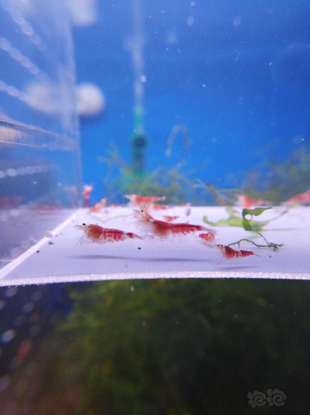 【虾】2019-10-08#RMB拍卖#德系超级红索型一份40只-图4