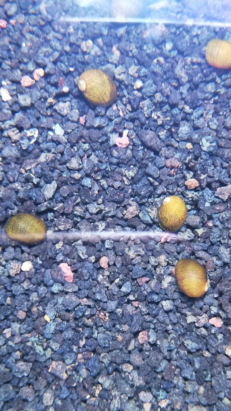 小汽水螺真可爱