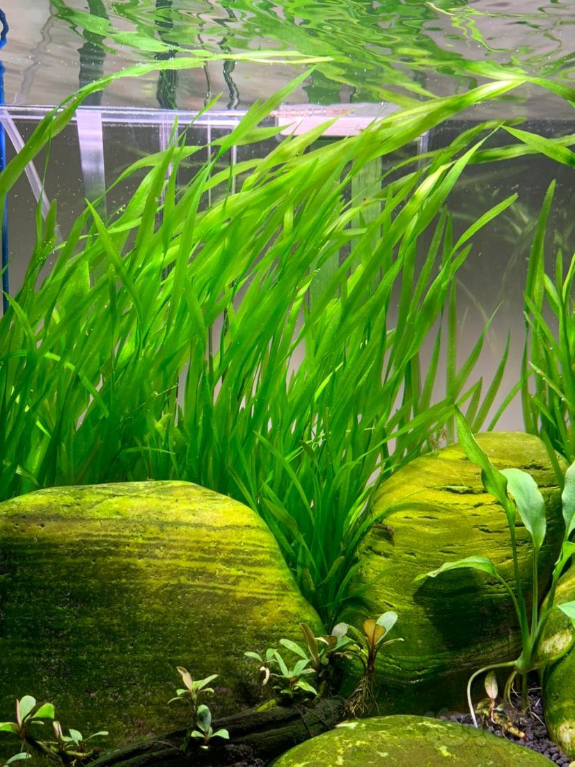 水兰长得真快半个月就能比缸高一头翠绿飘逸的长发