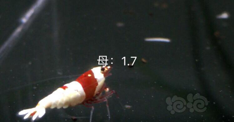 【虾】2019-10-07#RMB拍卖红白8只-图6