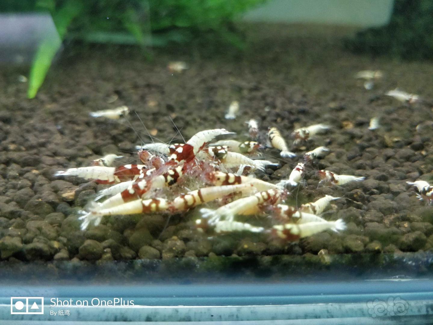 【水晶虾】便宜出水晶虾 黑金刚 红洞头 蓝区花头-图3