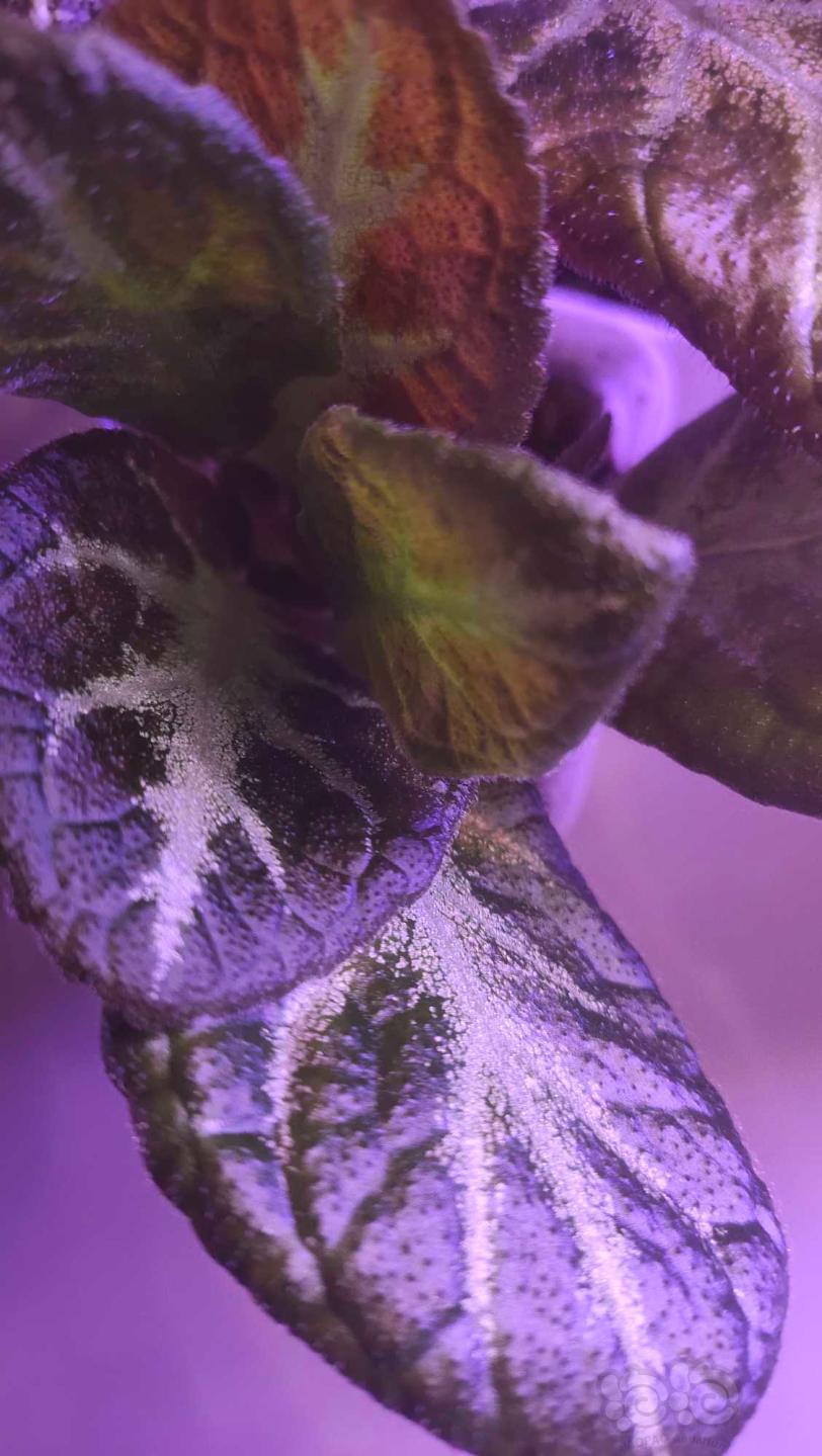 雨淋植物苦苣苔，免费送-图6