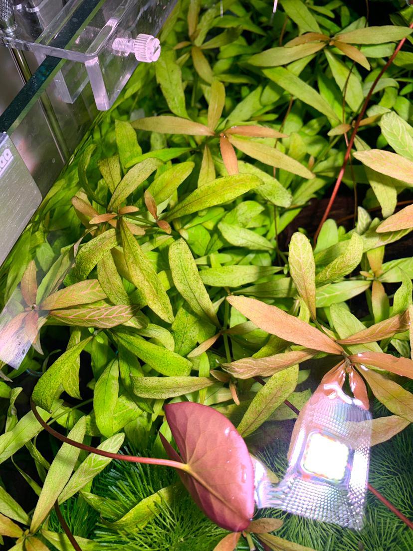 求助水草叶上长藻要怎么处理呢 泡泡水族