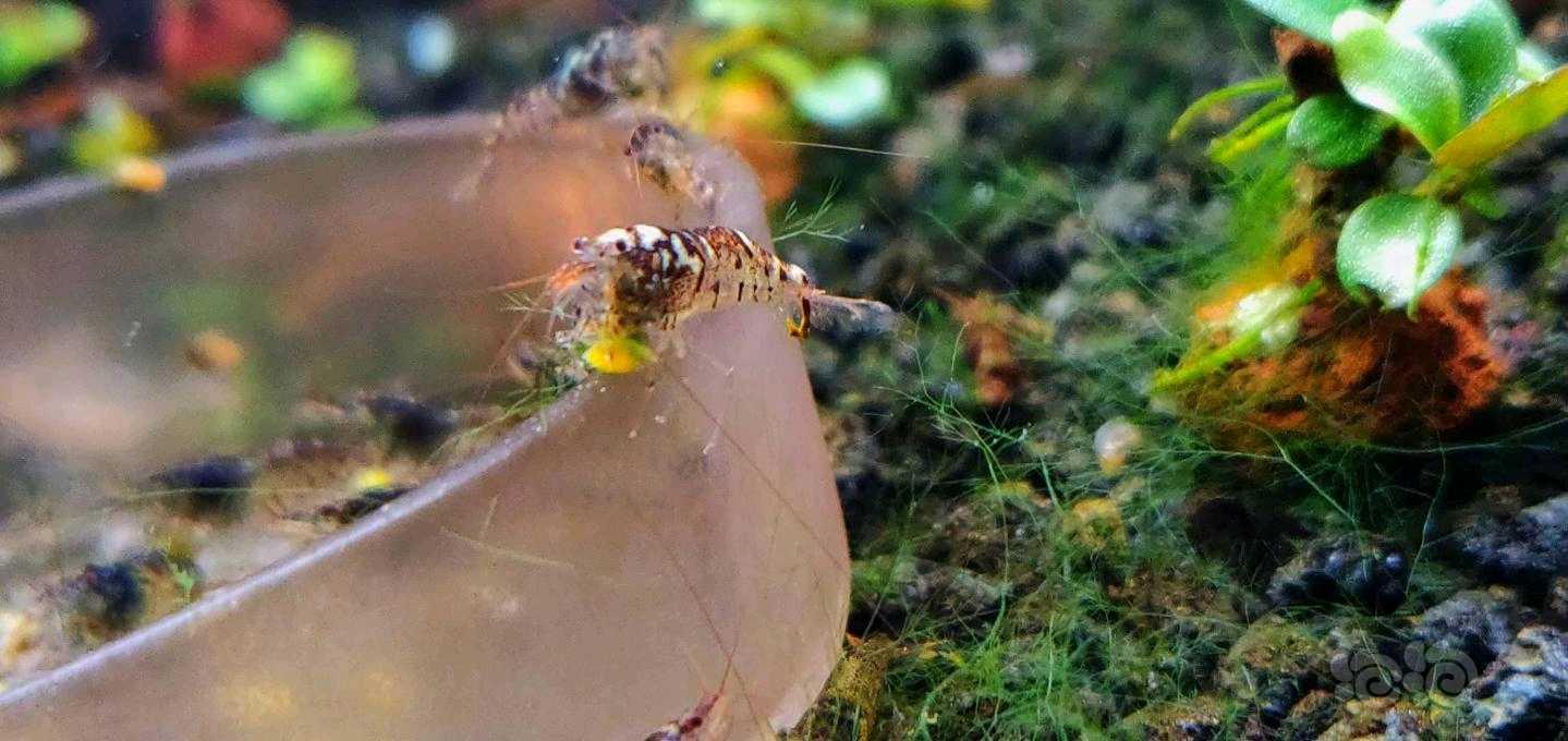 除藻观赏斑点虾-图4