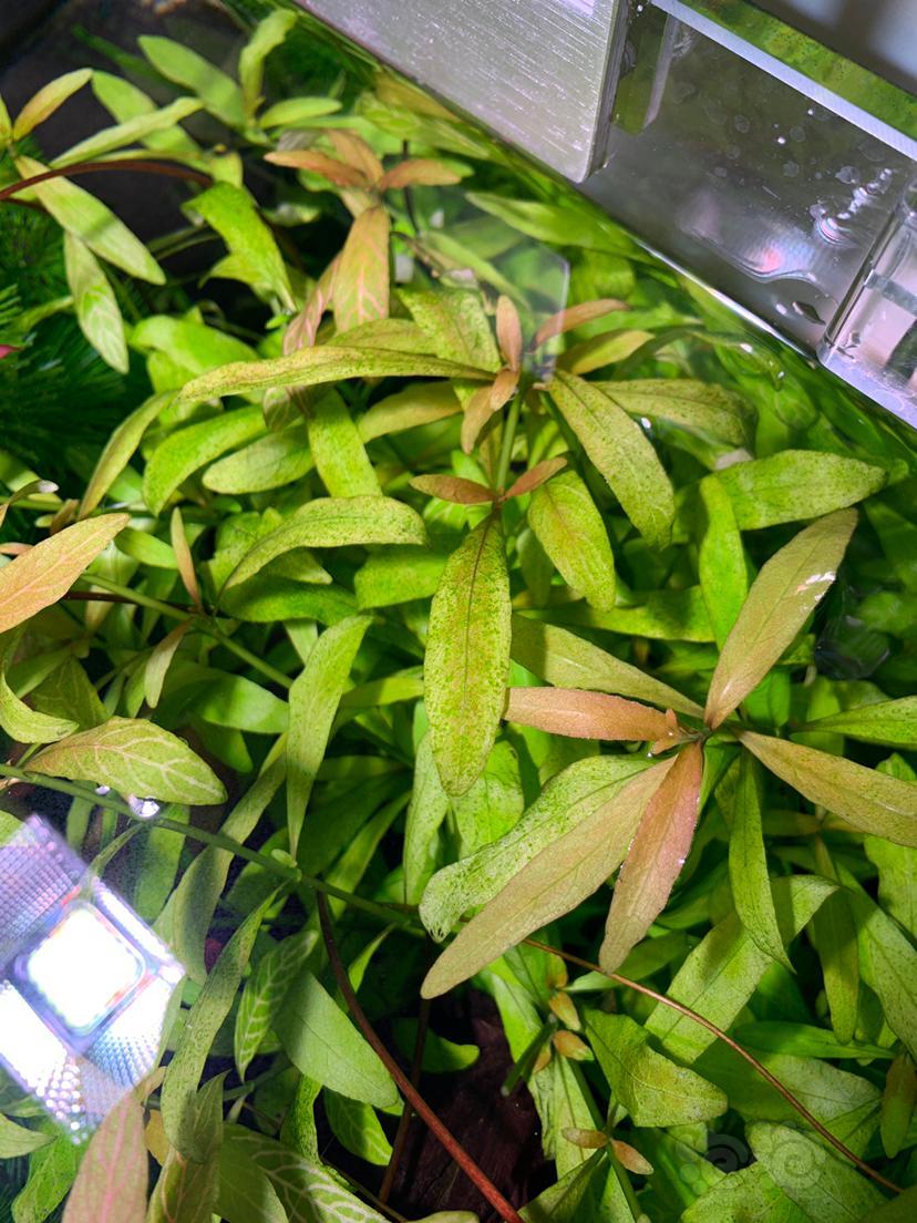 求助水草叶上长藻要怎么处理呢 泡泡水族