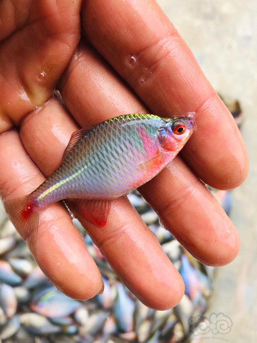 熱帶魚原生魚高體鰟鮍