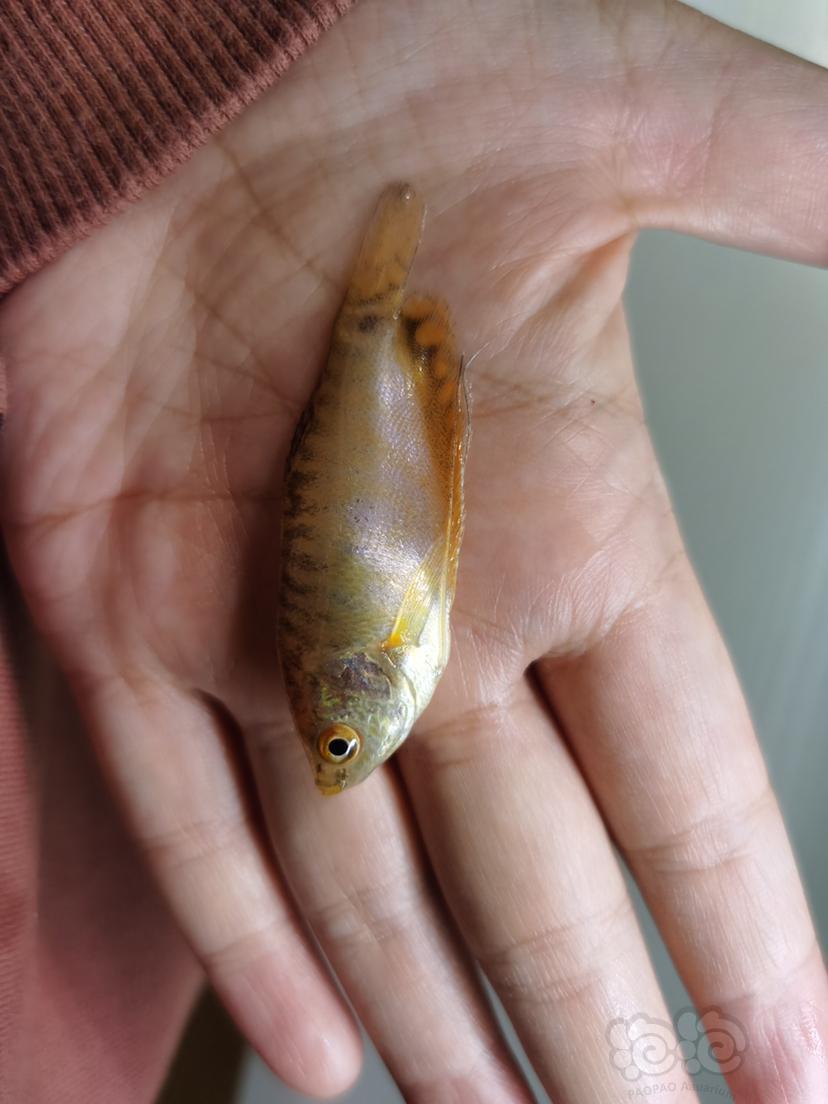 曼龙死因分析分析