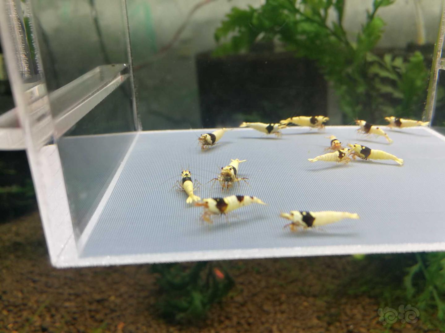 【虾】2019-10-12#RMB拍卖黑白水晶虾12只-图5