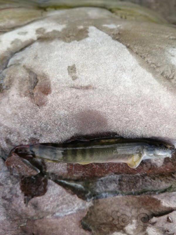 水草也就准备采集天然的,有松针那种,还有种柳叶一样,还有种绿豆大小