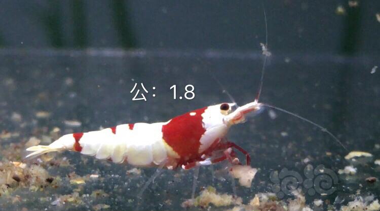 【虾】2019-10-03#RMB拍卖红白水晶虾七只-图1