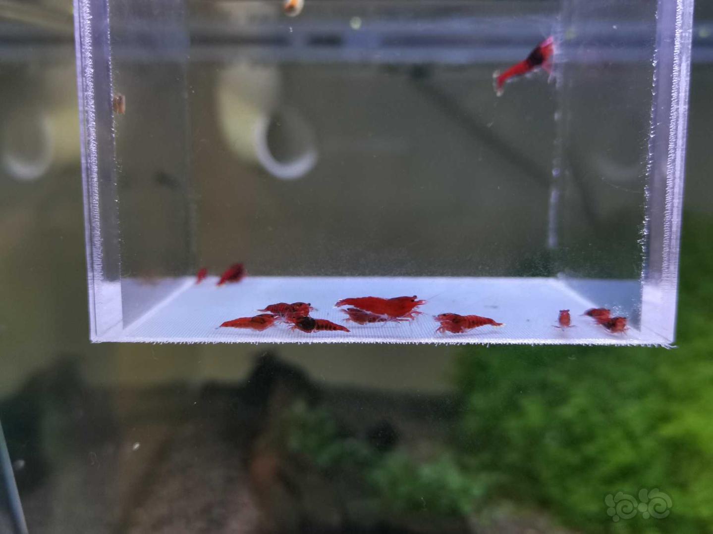 【虾】2019-10-19#RMB拍卖全红红钻水晶虾10只+2公-图2