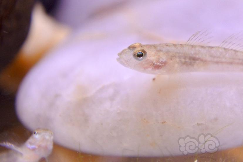 新手入缸一个月瞎搞曼龙丽丽金台虾虎苗