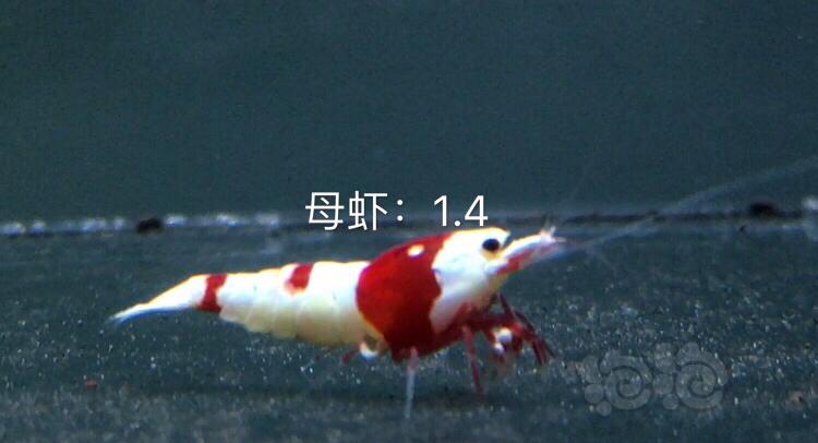 【虾】2019-10-21#RMB拍卖红白水晶虾十一只-图4