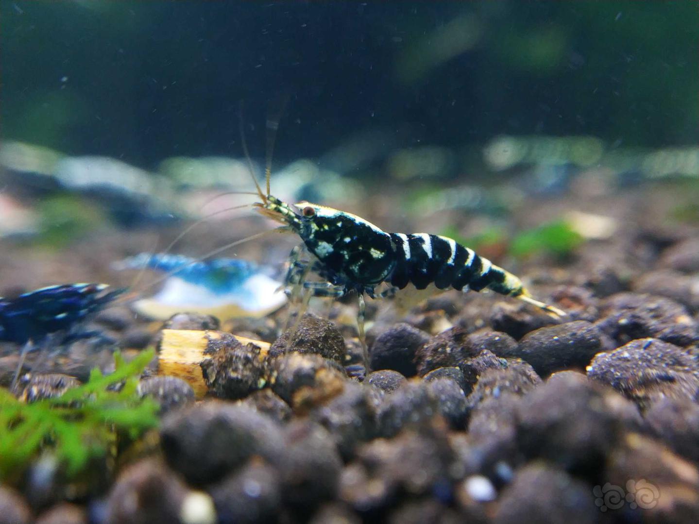 20191004rmb拍卖黑银河鱼骨水晶虾5只