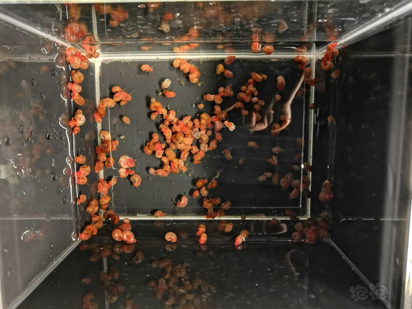出孵化好丰年虾卵，苹果螺，异形繁殖罐（国庆发货）-图5