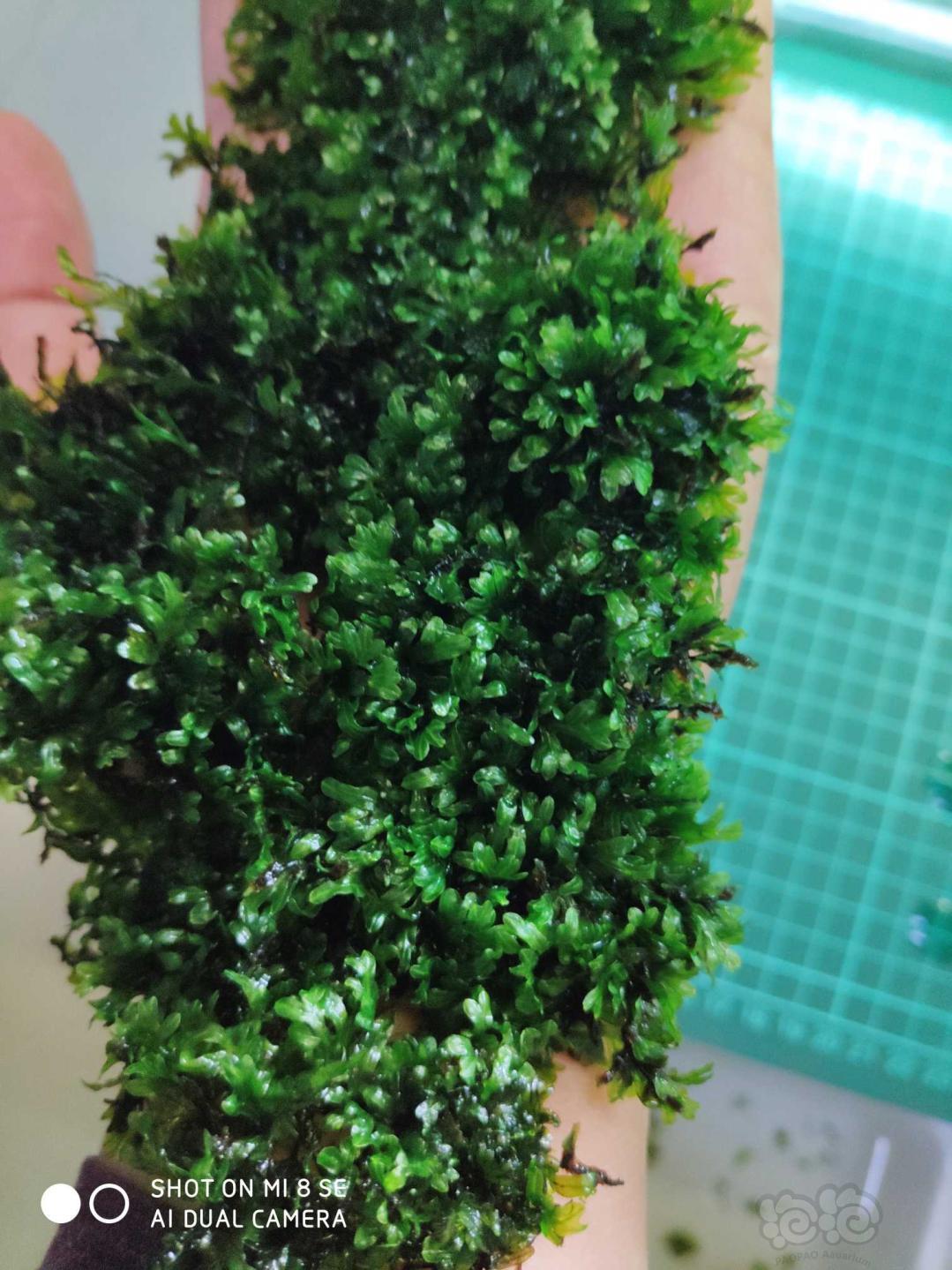 【水草】2019-10-06#RMB拍卖超大超厚翅脉蕨一散片。-图2