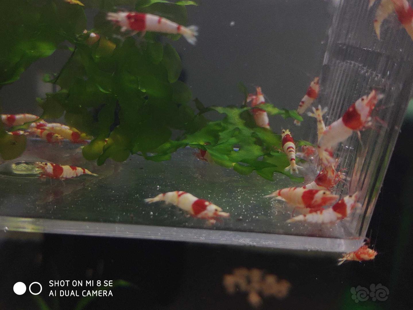 【虾】2019-10-21#RMB拍卖纯血红白提纯缸里挑出的淘汰虾40只(0.8-1.5Cm左右)-图1