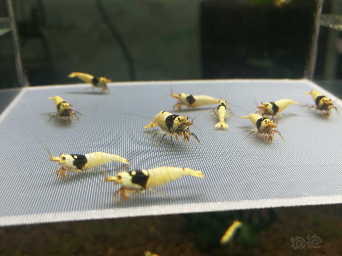 【虾】2019-10-07#RMB拍卖黑白水晶虾10只-图2