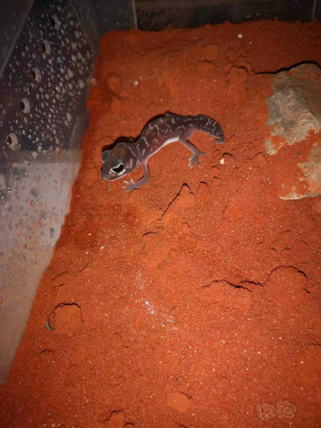 养了几条小壁虎