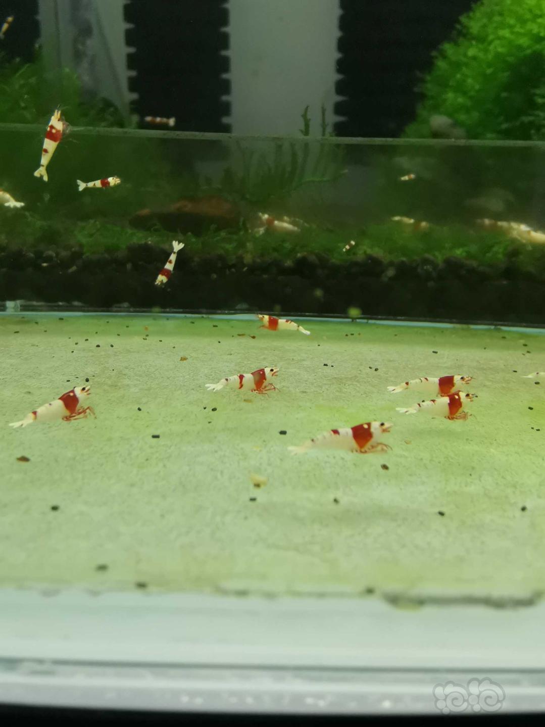 【水晶虾】出红P和红白水晶虾-图5