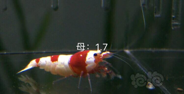 【虾】2019-10-07#RMB拍卖红白8只-图4