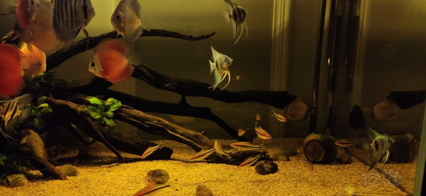 【南美慈鲷】又买了几条燕子 这样南美缸齐了