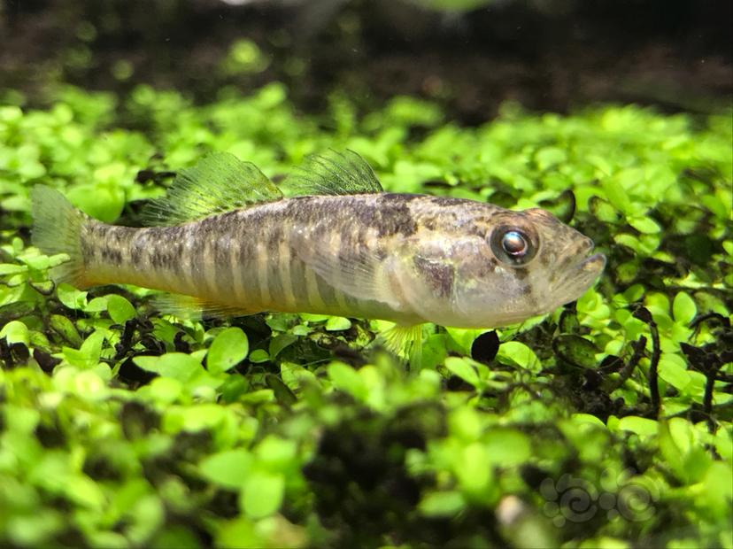 这是什么虾虎品种