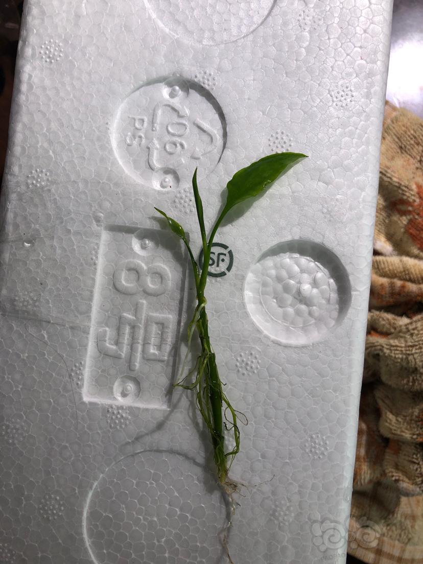 【水草】2019-10-07#RMB拍卖#剑竹椒草一份1颗（小）-图1