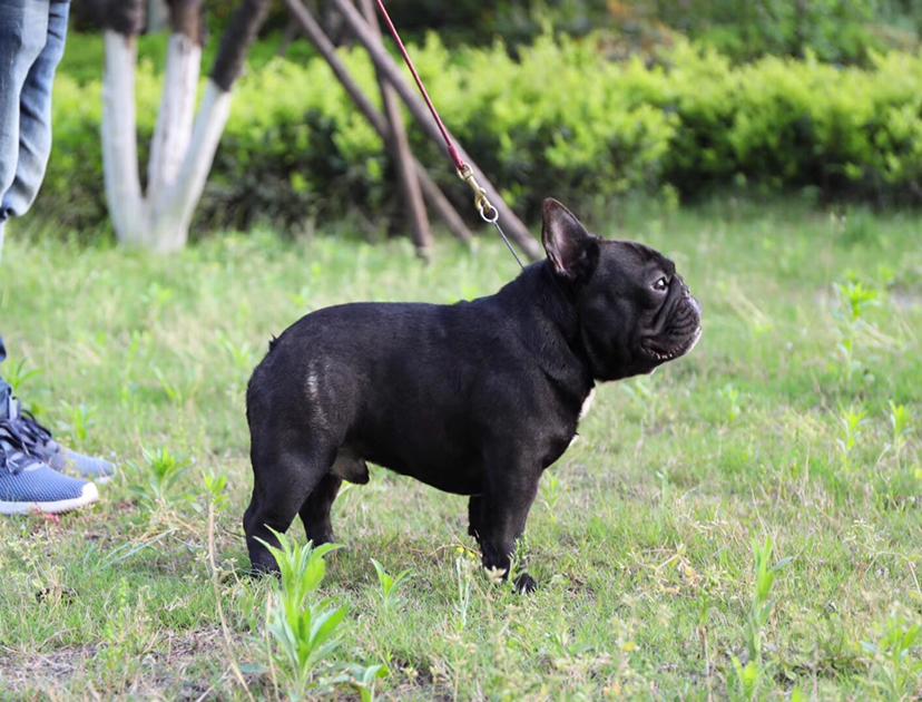 奶油色短体法斗小母豪华血统